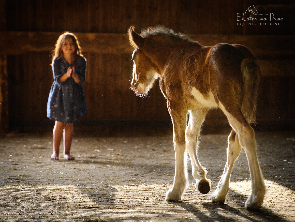 Ekaterina Druz Horse Photographer